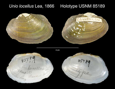 Image of Unio locellus I. Lea 1866