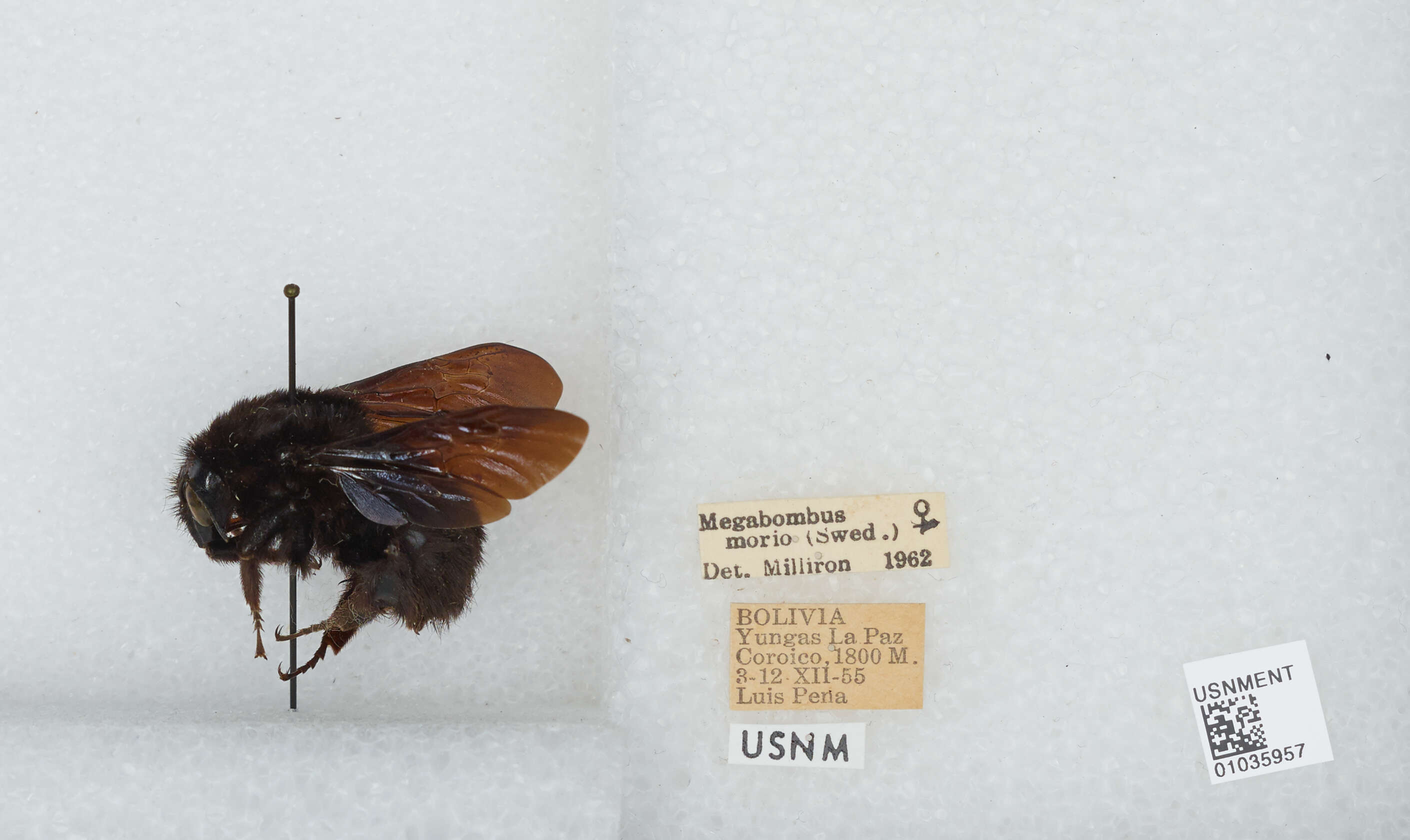 Image of Bombus morio (Swederus 1787)