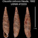 Imagem de <i>Clausilia cetivora</i> Heude 1882