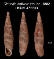 Image of <i>Clausilia cetivora</i> Heude 1882