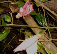 Image of Passiflora quadriglandulosa Rodschied
