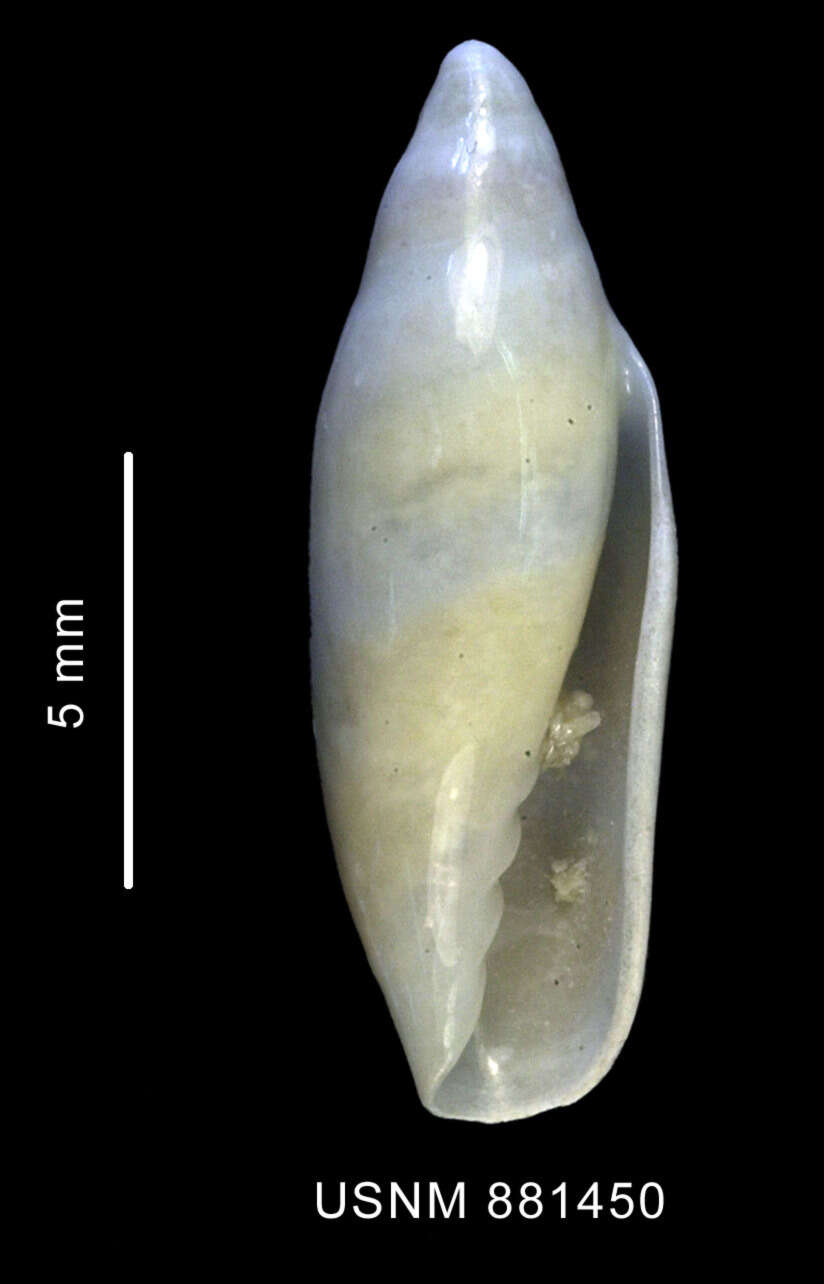 Image of Marginella Lamarck 1799