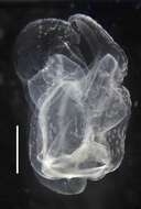 Image de Apolemia rubriversa Siebert, Pugh, Haddock & Dunn 2013