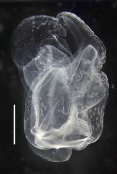 Image of Apolemia rubriversa Siebert, Pugh, Haddock & Dunn 2013