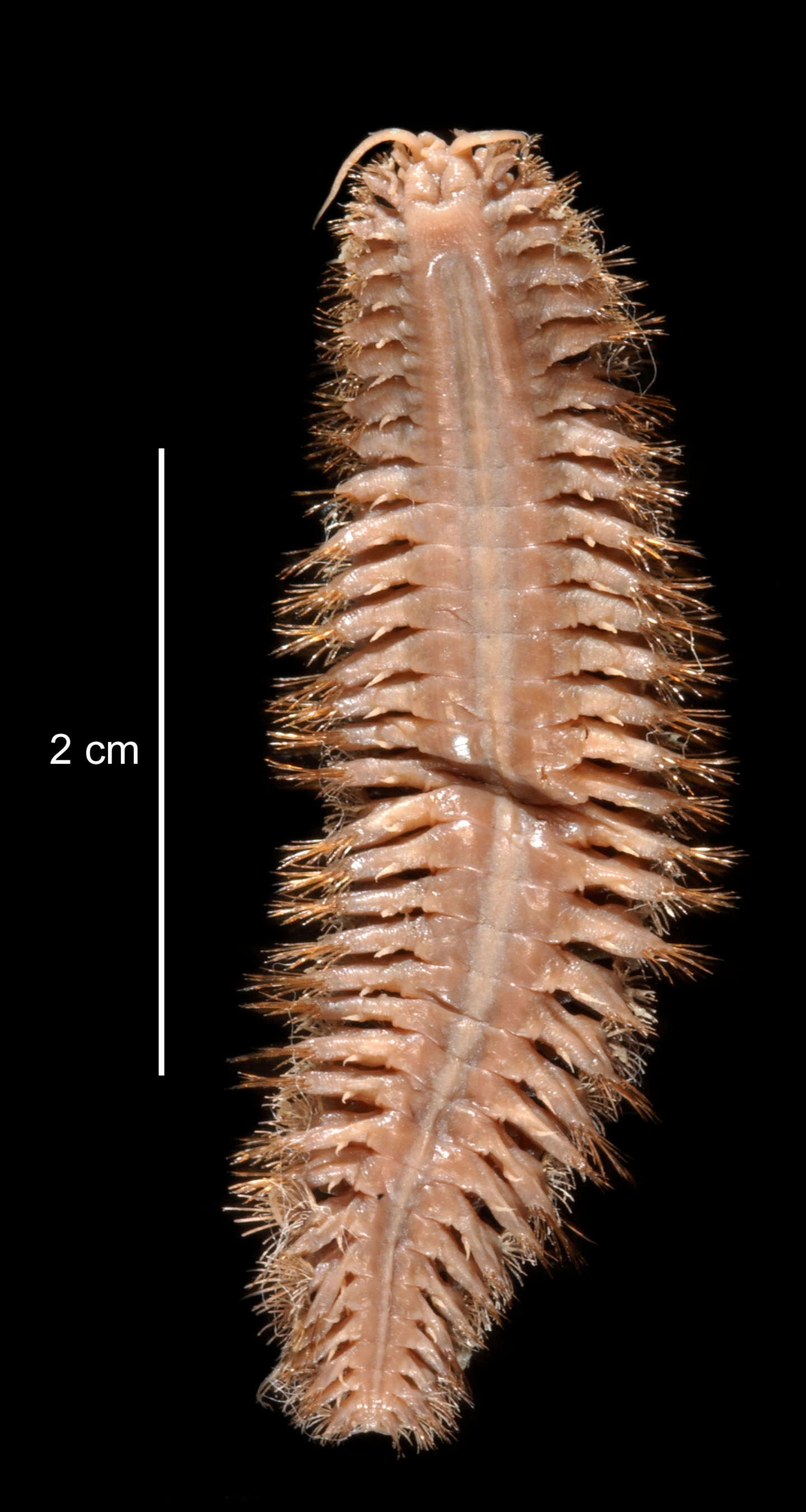 Image de Barrukia cristata (Willey 1902)