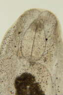 Image of Aglajidae