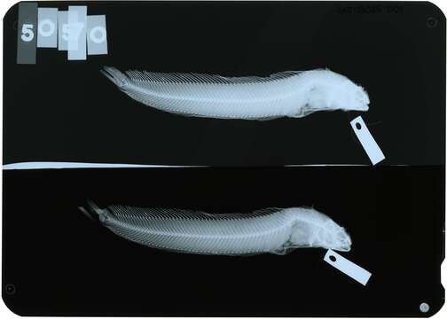 Plancia ëd Chirolophis tarsodes (Jordan & Snyder 1902)