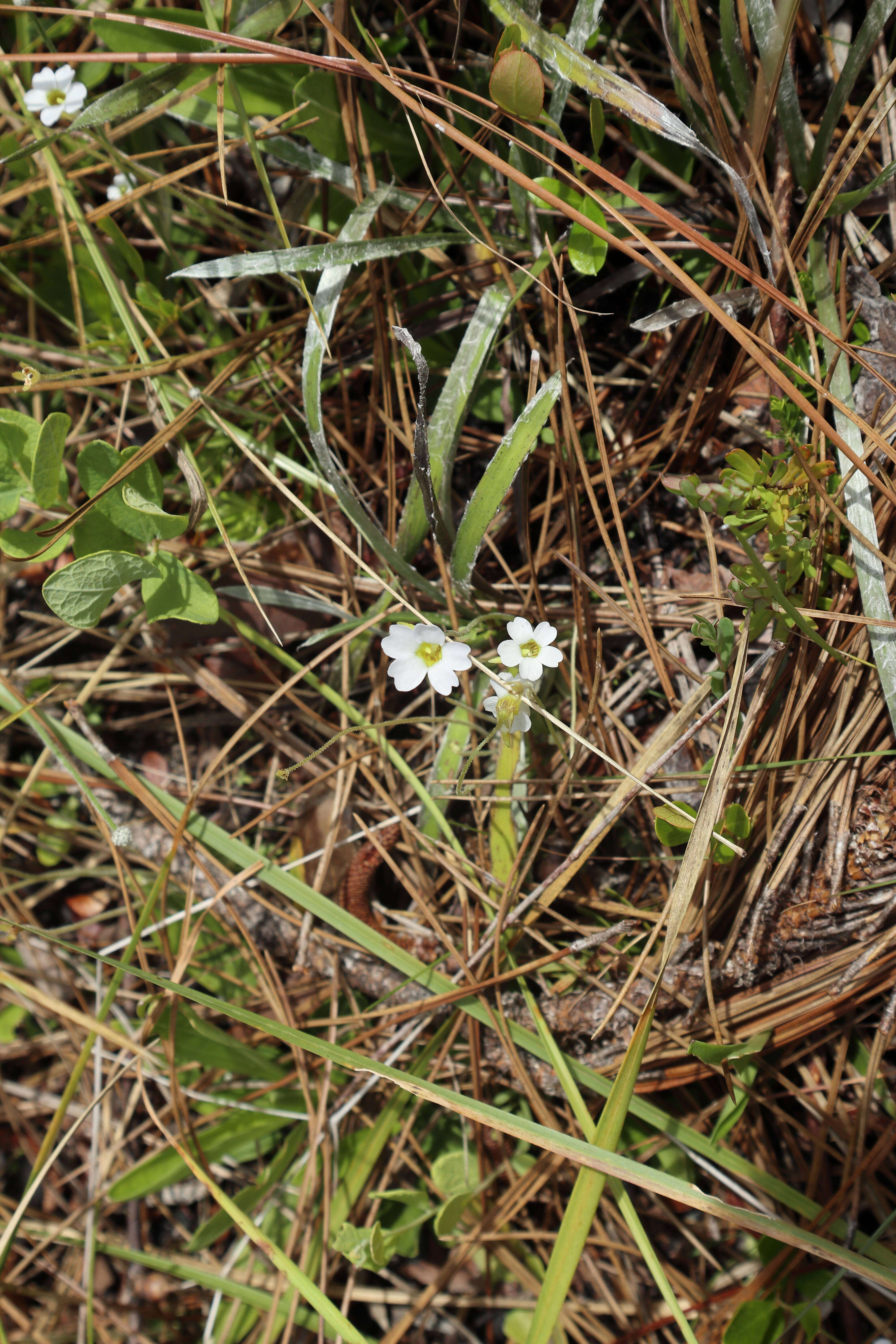 Image of small butterwort