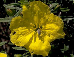 Imagem de Oenothera berlandieri subsp. berlandieri