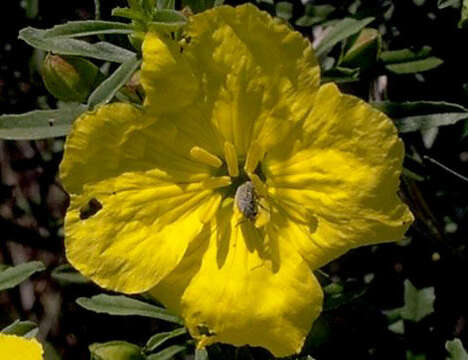 Imagem de Oenothera berlandieri subsp. berlandieri