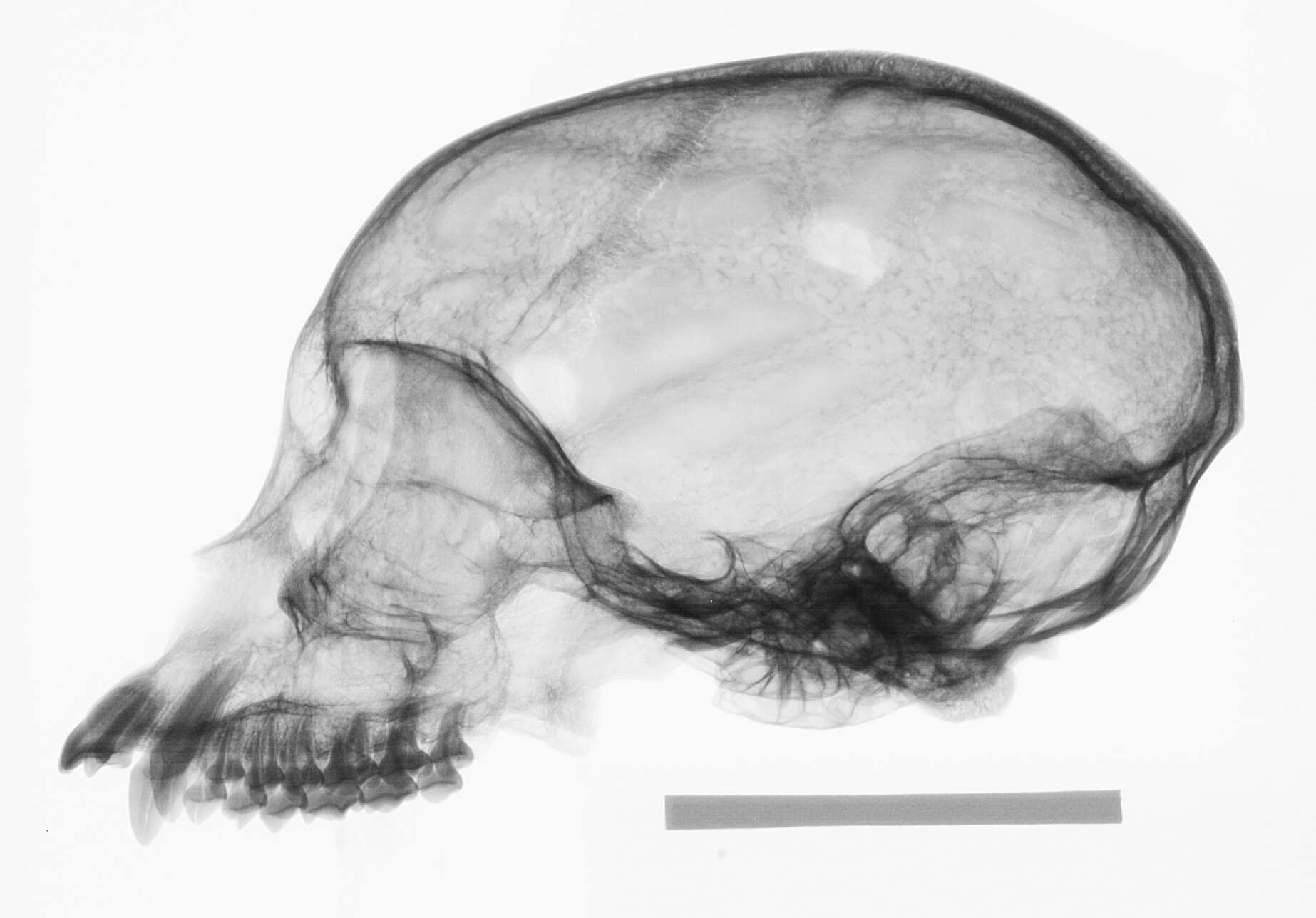 Image of Ateles geoffroyi yucatanensis Kellogg & Goldman 1944