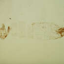 Zetesima lasia Walsingham 1912 resmi