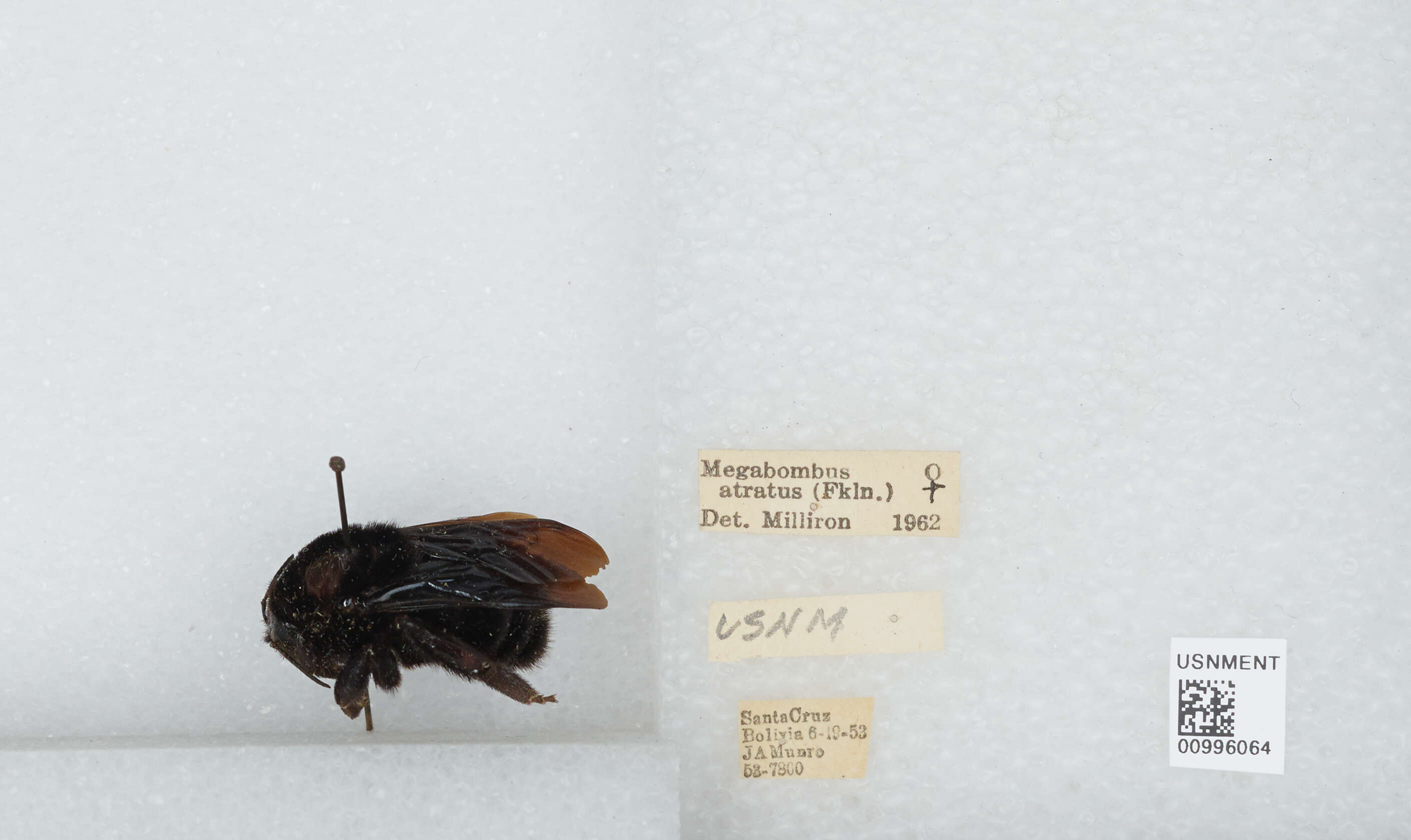 Image of Bombus pauloensis Friese 1912