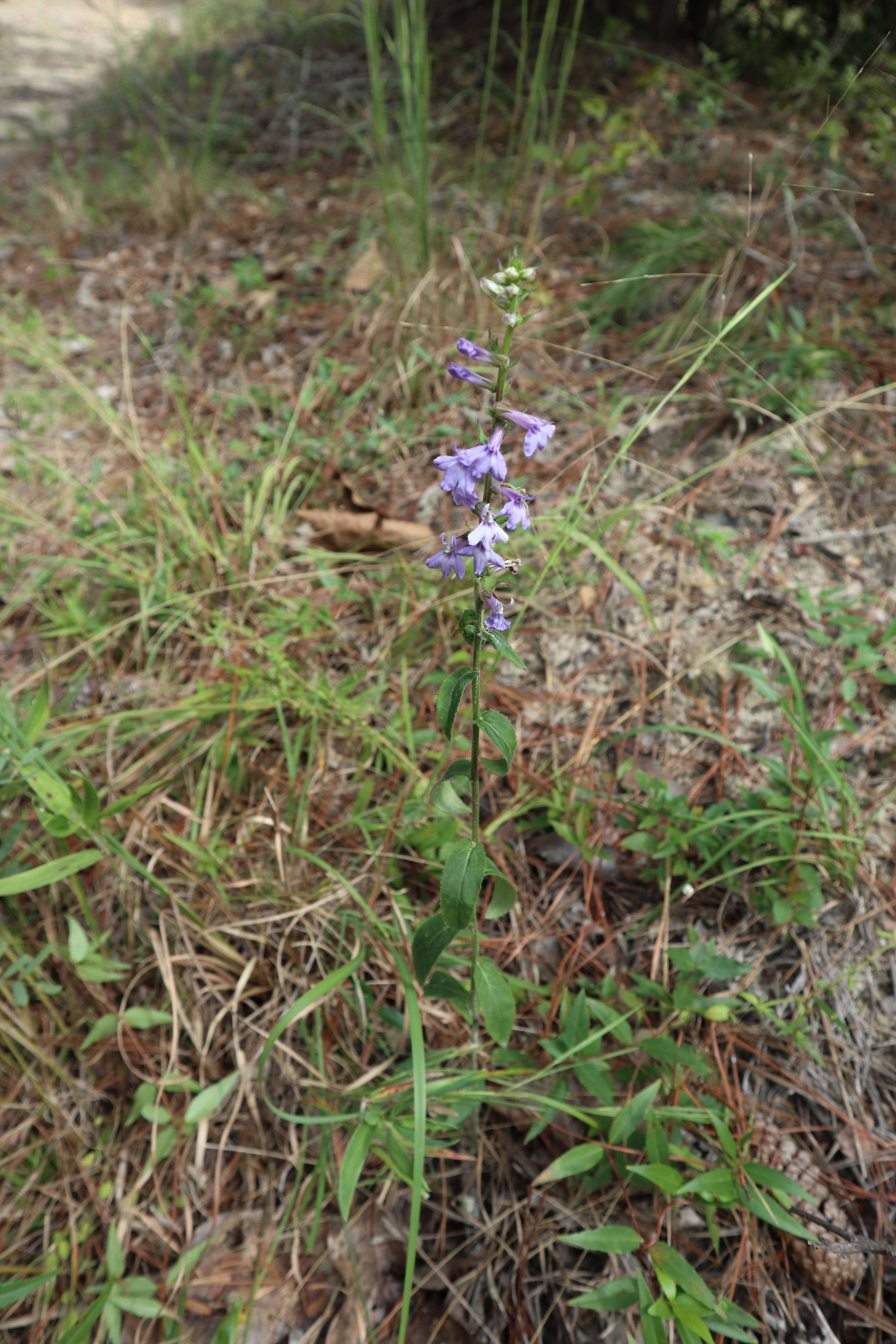 Image of downy lobelia