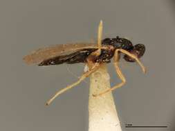 Image of Neomphaloidella