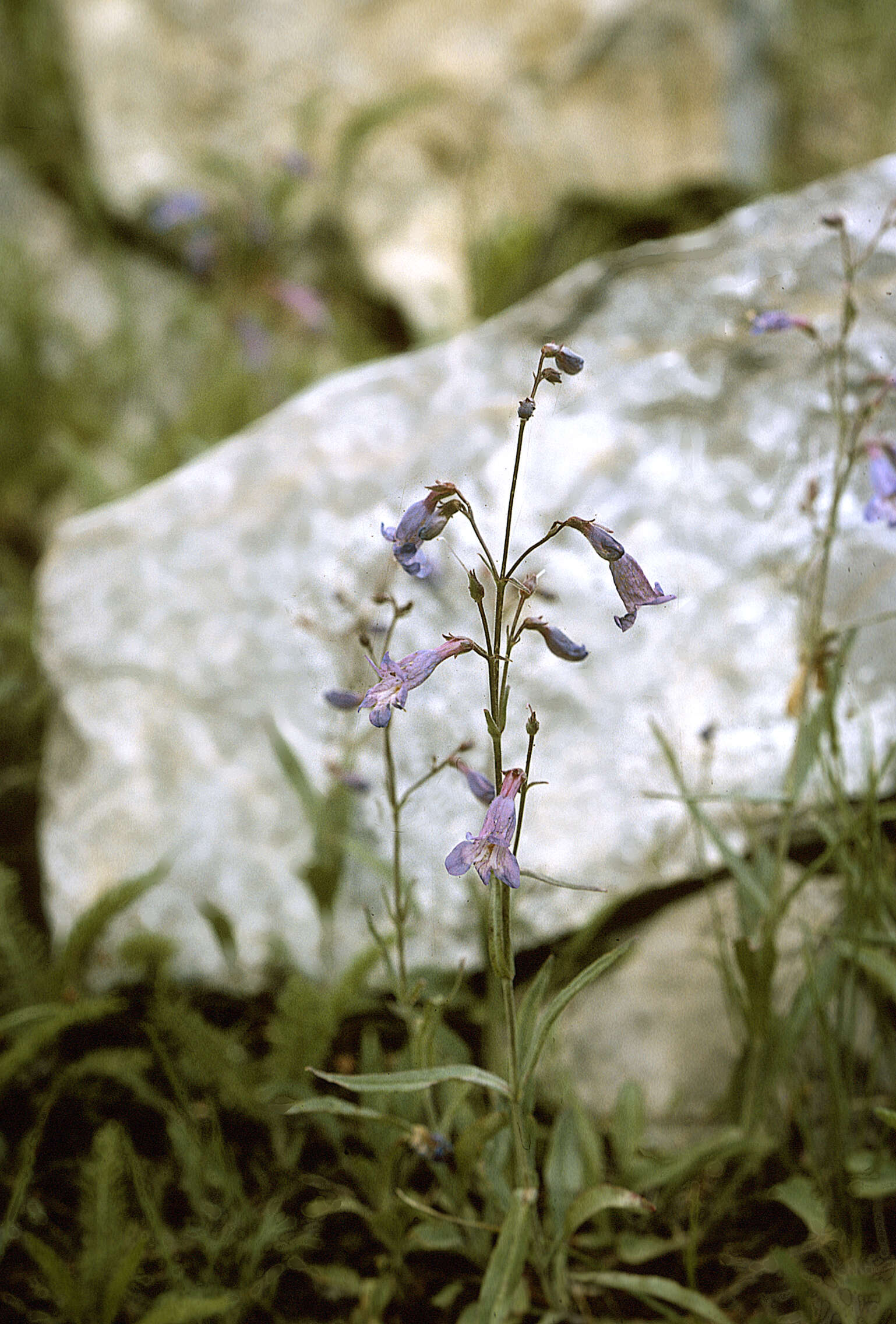 Image de Penstemon oliganthus Wooton & Standley