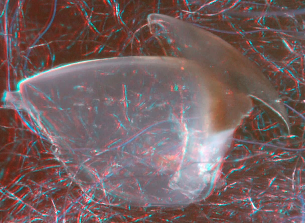 Image of Wonderful firefly squid