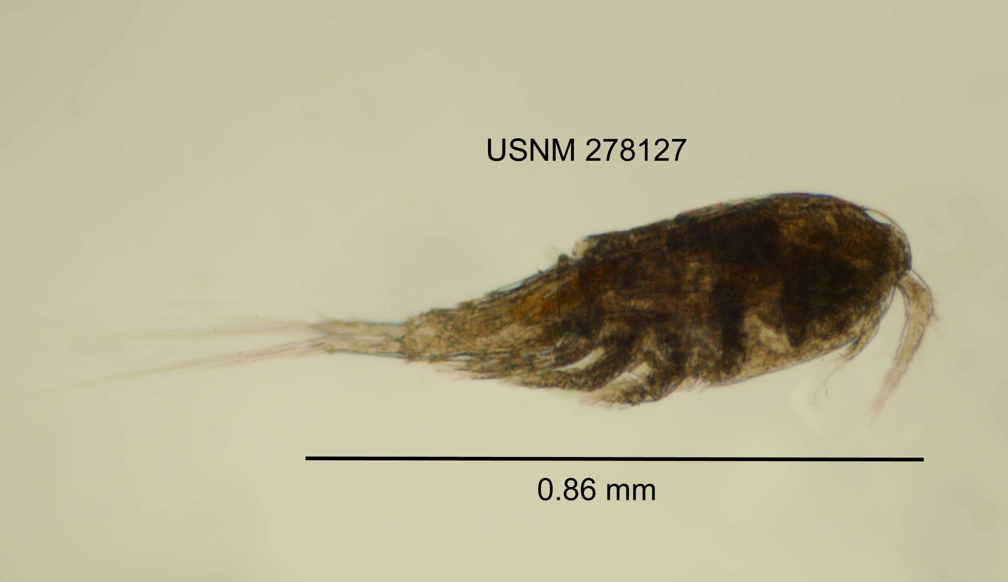 Image of Copepod