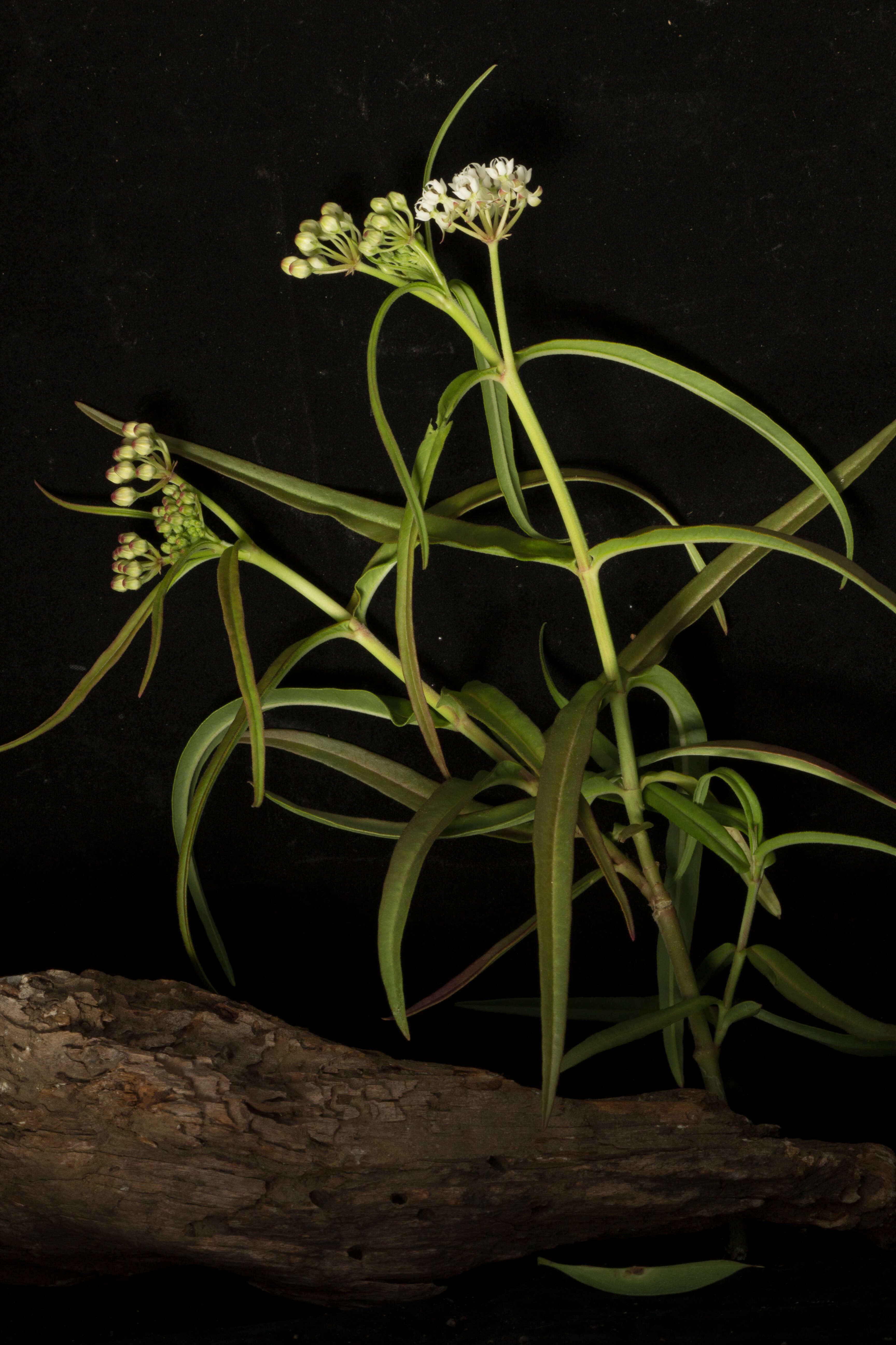 Plancia ëd Asclepias woodsoniana Standl. & Steyerm.