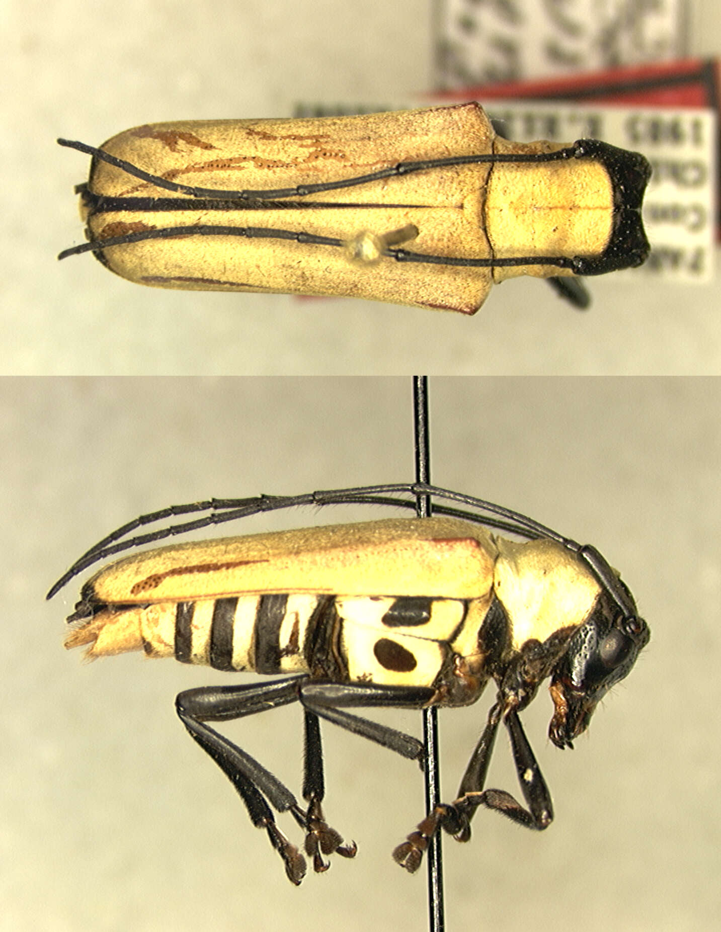 Image of Adesmus acangauna Martins & Galileo 2004