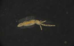 Image of Terebellidae