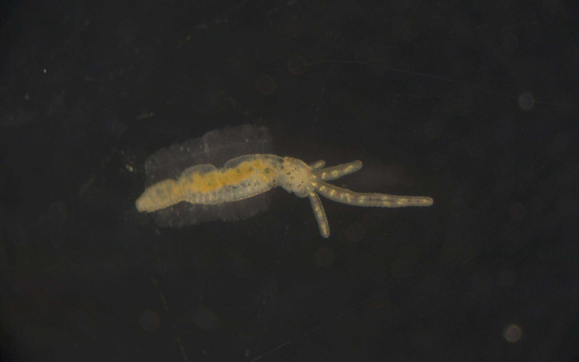 Image de Terebellidae