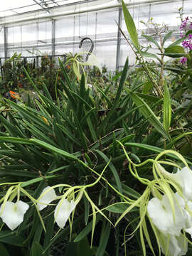 Image de Brassavola grandiflora Lindl.