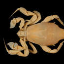 Image of longleg frog crab