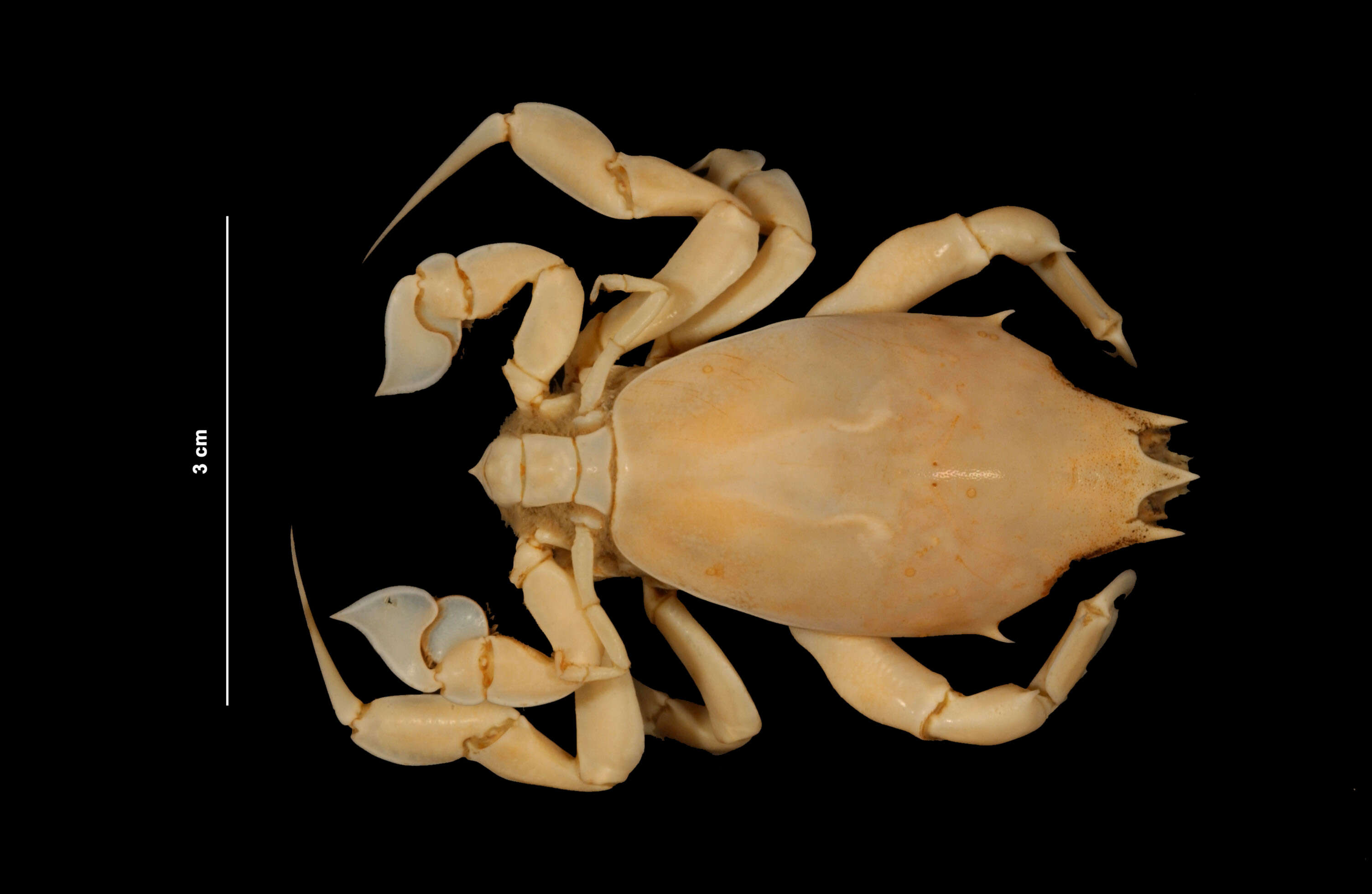 Image of longleg frog crab