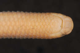 Image of South American Blind Snake