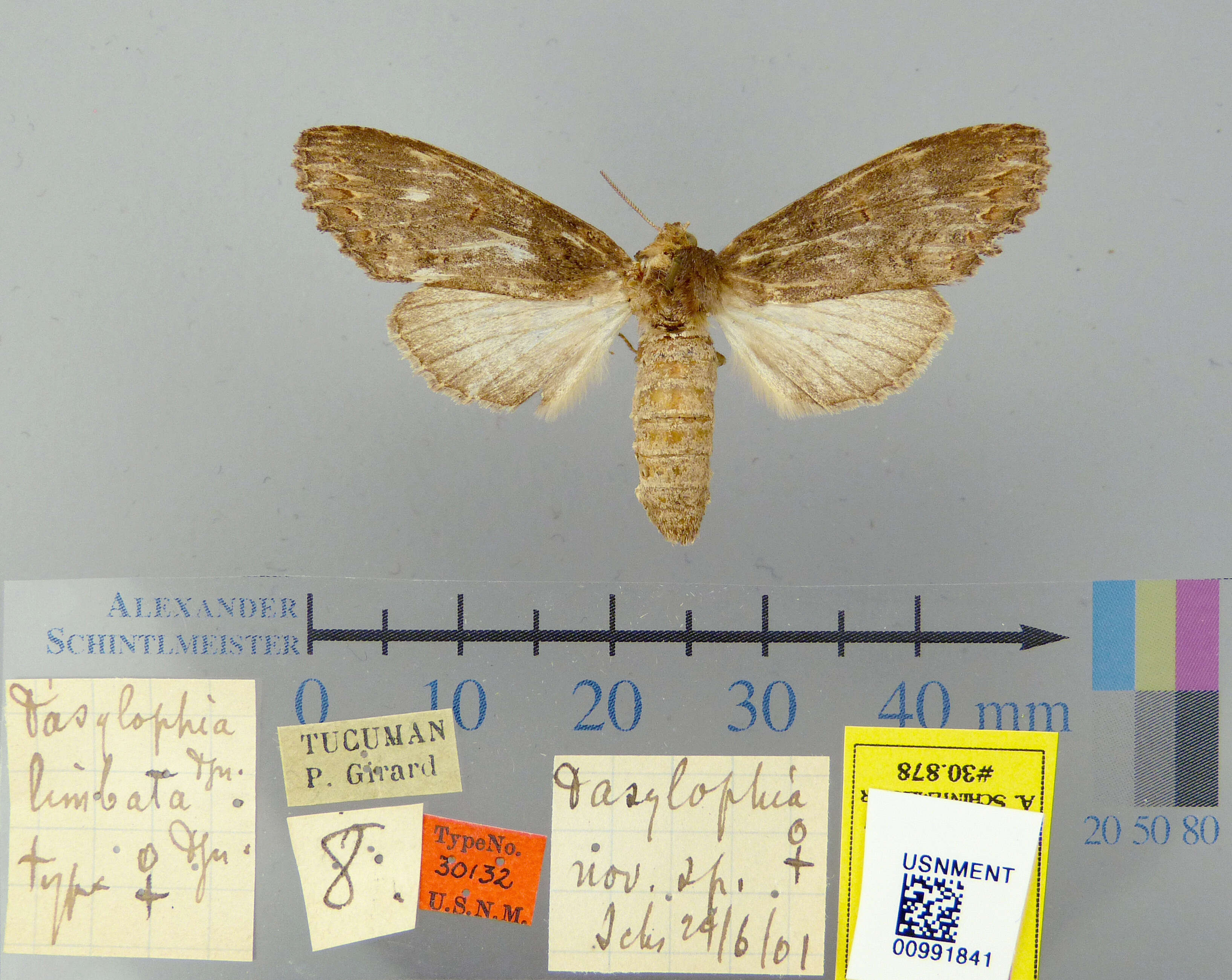 Image of Dasylophia limbata Dognin 1901