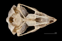 Image of Gyr Falcon