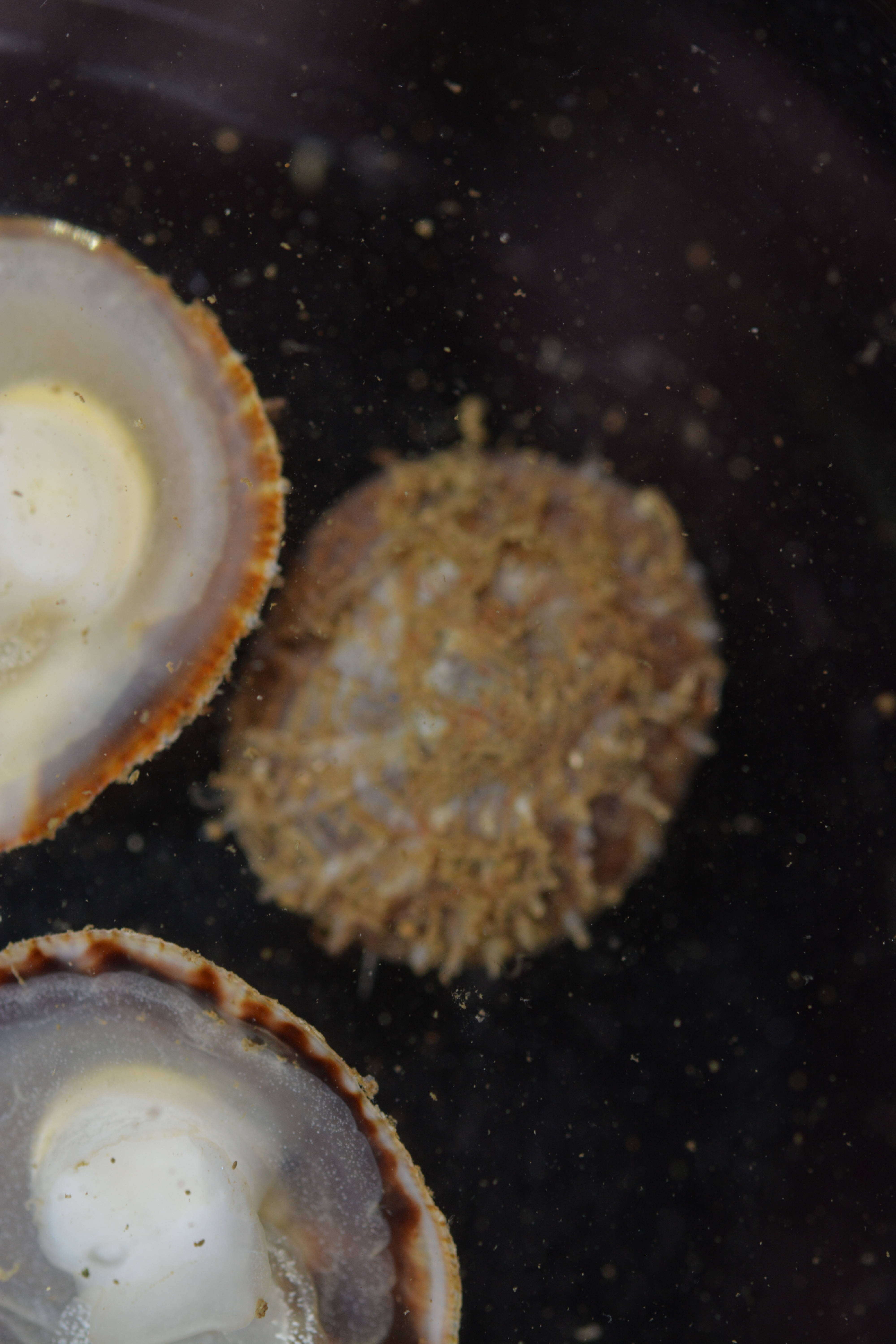 Image of Spiny cup and saucer shell