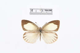 Image of Eurema nigrocincta Dognin 1889