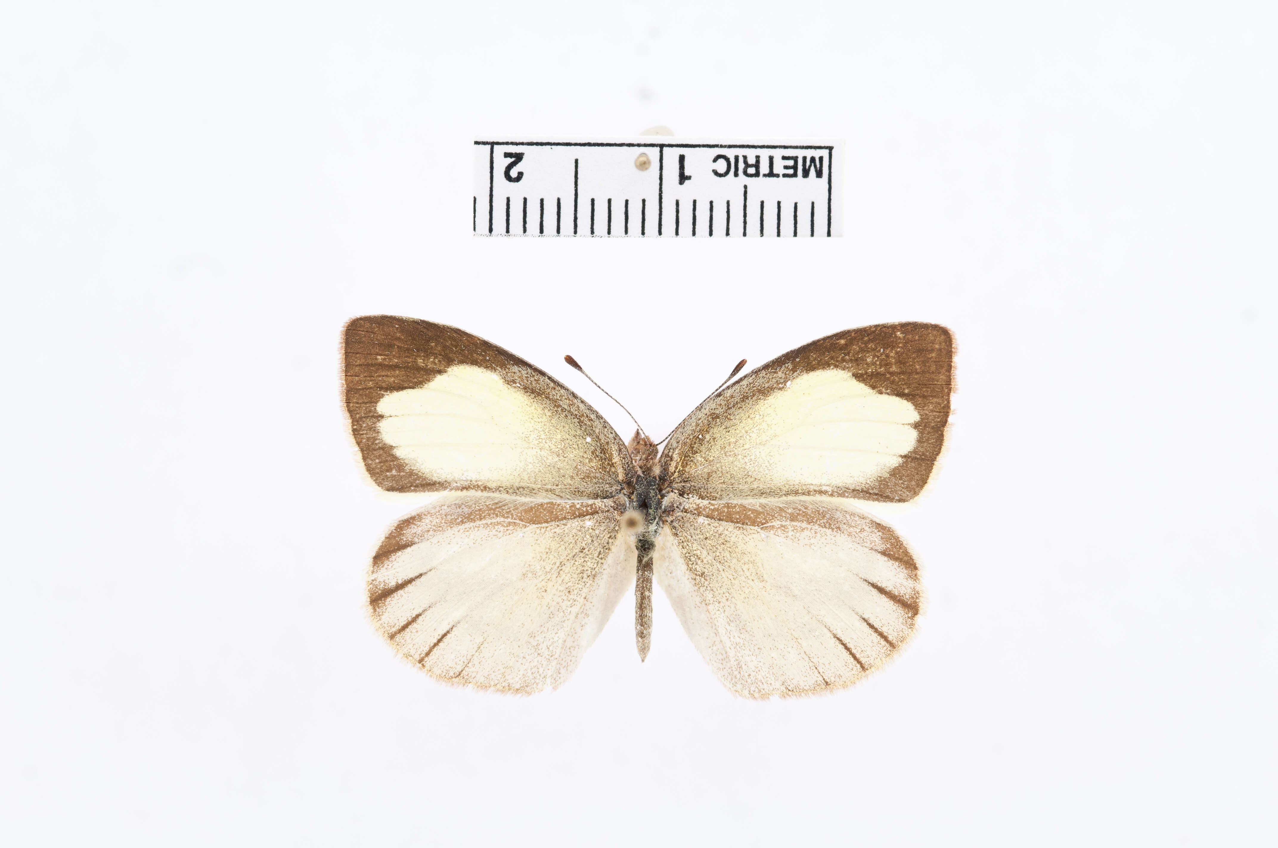 Image of Eurema nigrocincta Dognin 1889