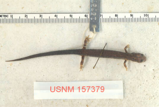 Image of Shenandoah Salamander