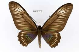 Image of Palawan Birdwing