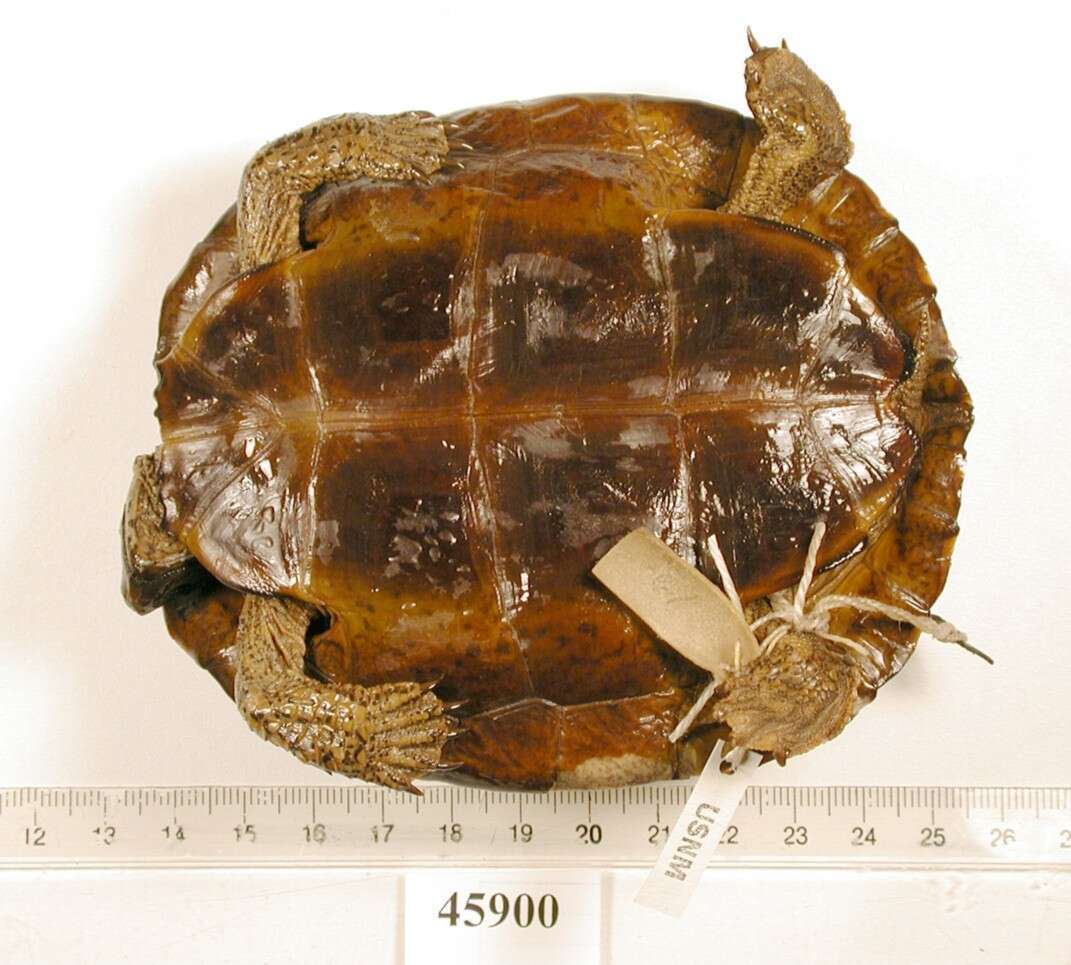 Image of Black River Turtle