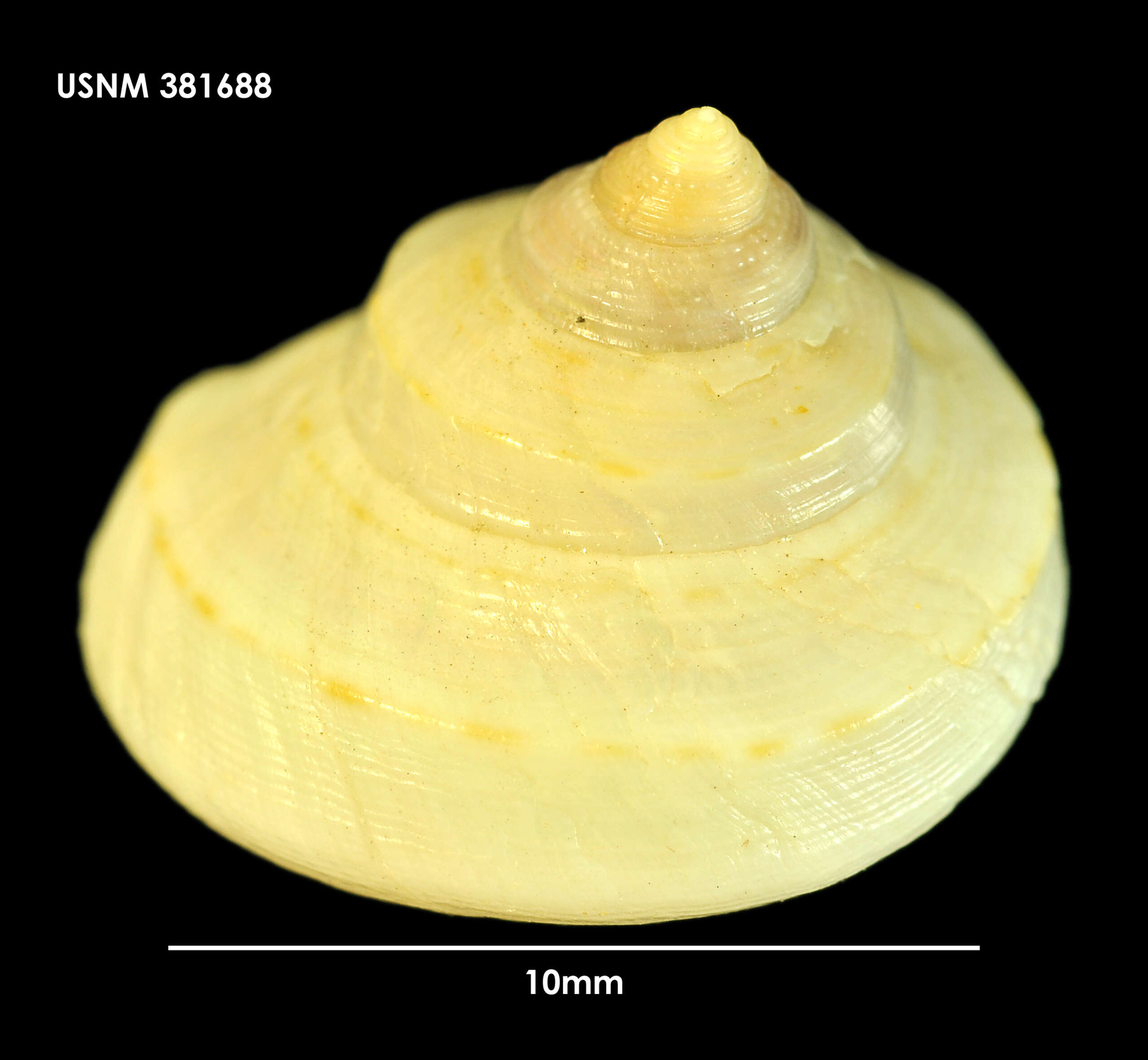 Image de Calliostoma coppingeri (E. A. Smith 1880)