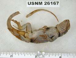 Image of Minor Lizard