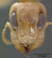 Image of Gesomyrmex kalshoveni Wheeler 1929