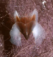 Image de Neoteuthis thielei Naef 1921