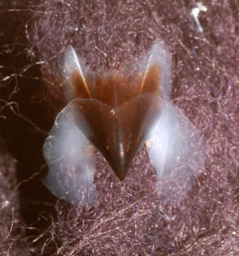 Image of Neoteuthis Naef 1921