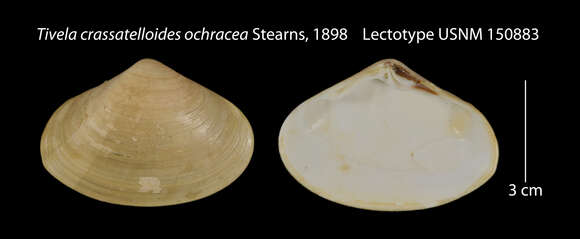 Image of <i>Tivela crassatelloides</i>