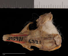 Image of Chaetodipus californicus californicus (Merriam 1889)