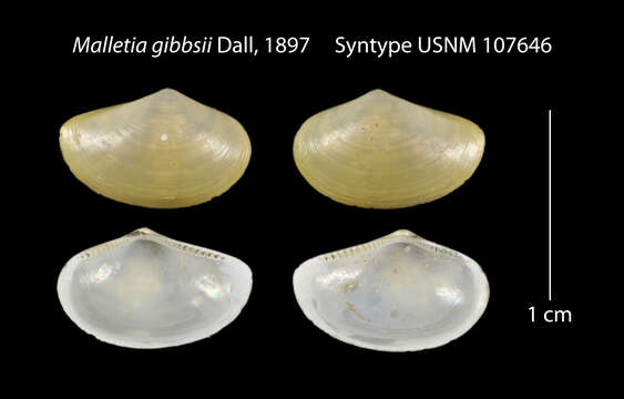 صورة Neilonella gibbsii (Dall 1897)