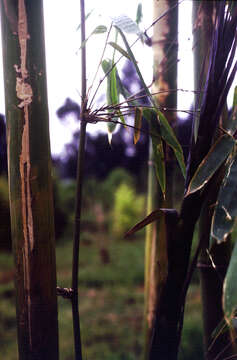 Image of Bambusa emeiensis L. C. Chia & H. L. Fung