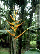 Plancia ëd Heliconia latispatha Benth.