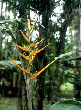 صورة Heliconia latispatha Benth.