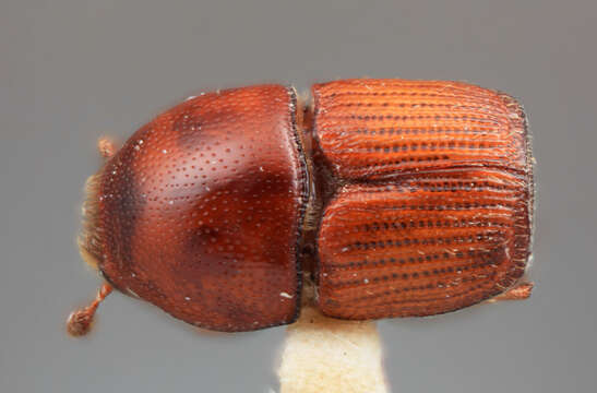 Слика од Scolytus canellae Wood 2007